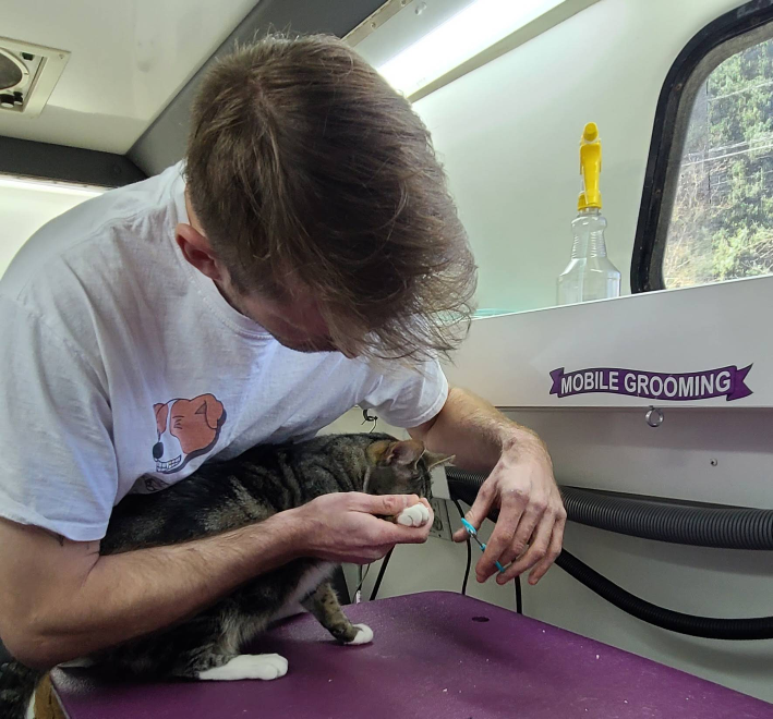kaulin grooming a cat